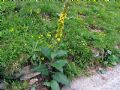 Verbascum alpinum